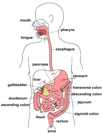 digestive